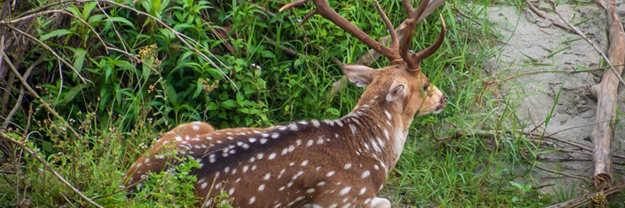 Chapramari Forest