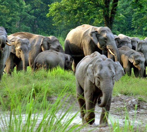 5 Days Dooars Tour Fun Package